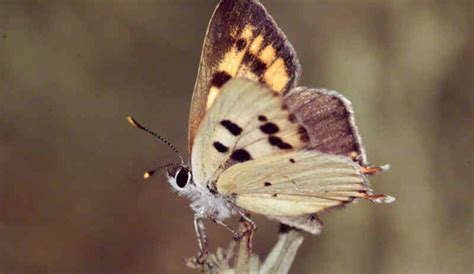 hermes butterfly|Hermes copper butterfly facts.